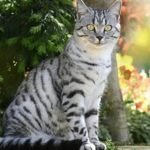 American Shorthair Cat Breed Info American Shorthair Cat Breed Info