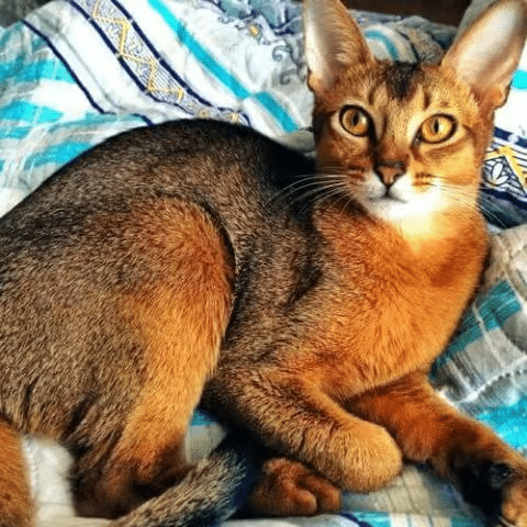 Abyssinian Cat Breed Info Abyssinian Cat Breed Info