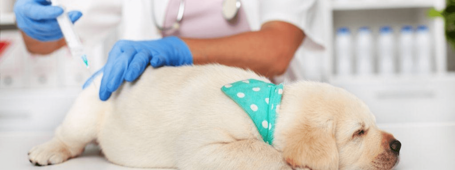 puppy-vaccinations