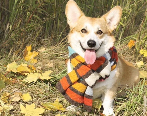 Cardigan Welsh Corgi