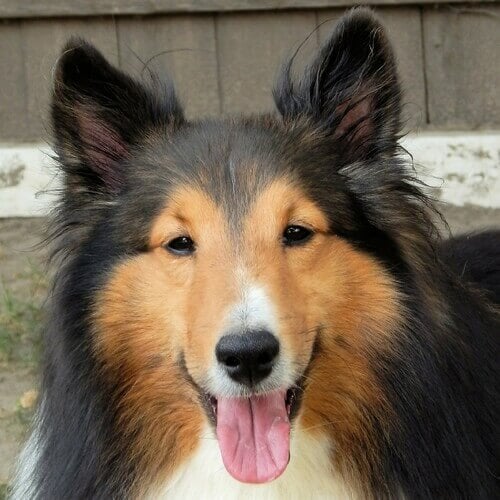 shetland-sheep-dog-breed-info